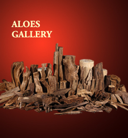 ALOES GALLERY